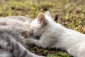 Little cute kitten eats milk from the motherÃ¢â¬â¢s breast, outdoors Royalty Free Stock Photo